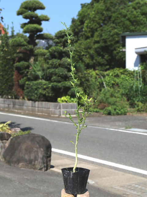カラタチ 台木（花、ガーデニング）のおすすめ人気商品一覧 通販