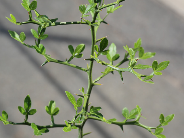 カラタチ 台木（花、ガーデニング）のおすすめ人気商品一覧 通販