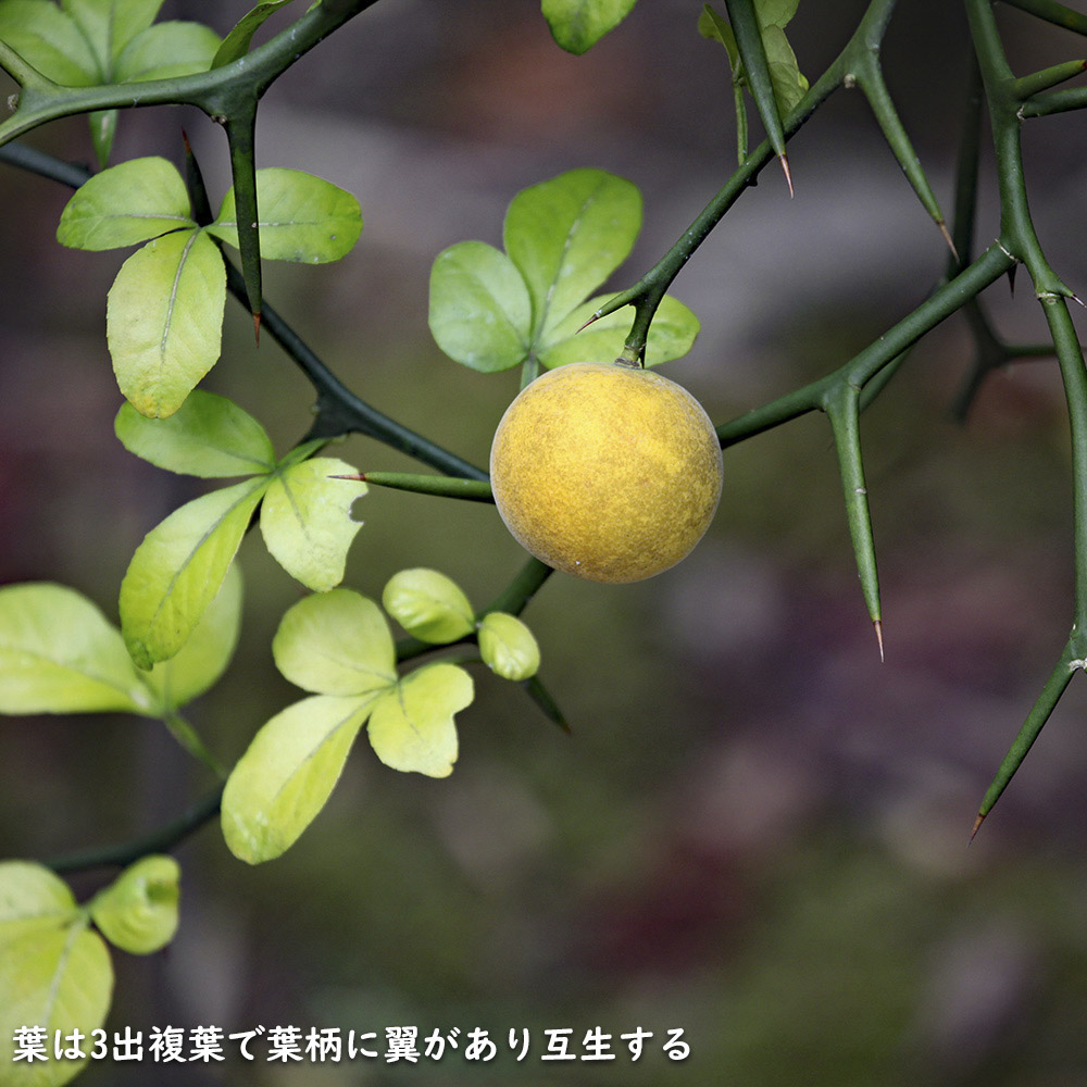 カラタチの種を蒔きました♪ - 家の庭で品種改良！