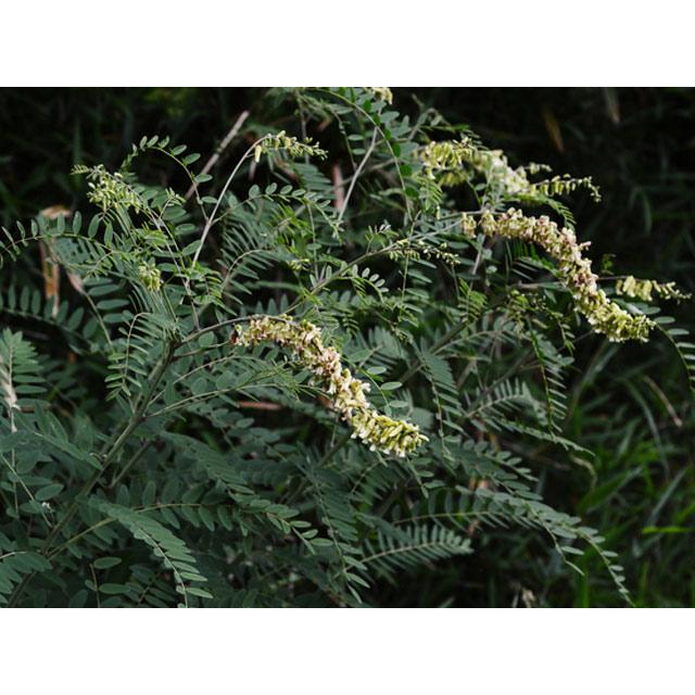 クララ 10.5cmポット 20個 苗 クララ 商品情報 クララ 10.5cmポット 20個 苗 クララ 商品情報