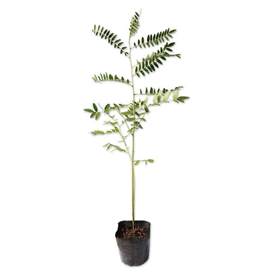 クララ 10.5cmポット 20個 苗(10010円)