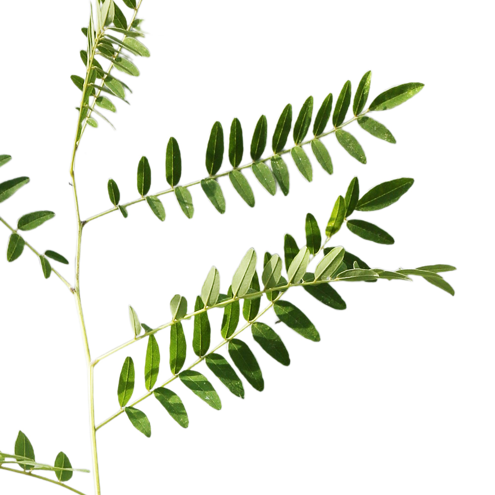 クララ 10.5cmポット 20個 苗 クララ 商品情報 クララ 10.5cmポット 20個 苗 クララ 商品情報