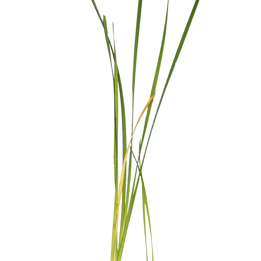 コガマ 10.5cmポット 苗の詳細画像2