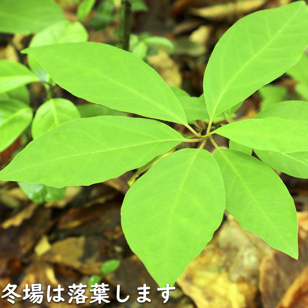 博多織 黒木織物 ひとえ八寸帯（兵児帯） 縞 チョコミント 薄緑×焦茶