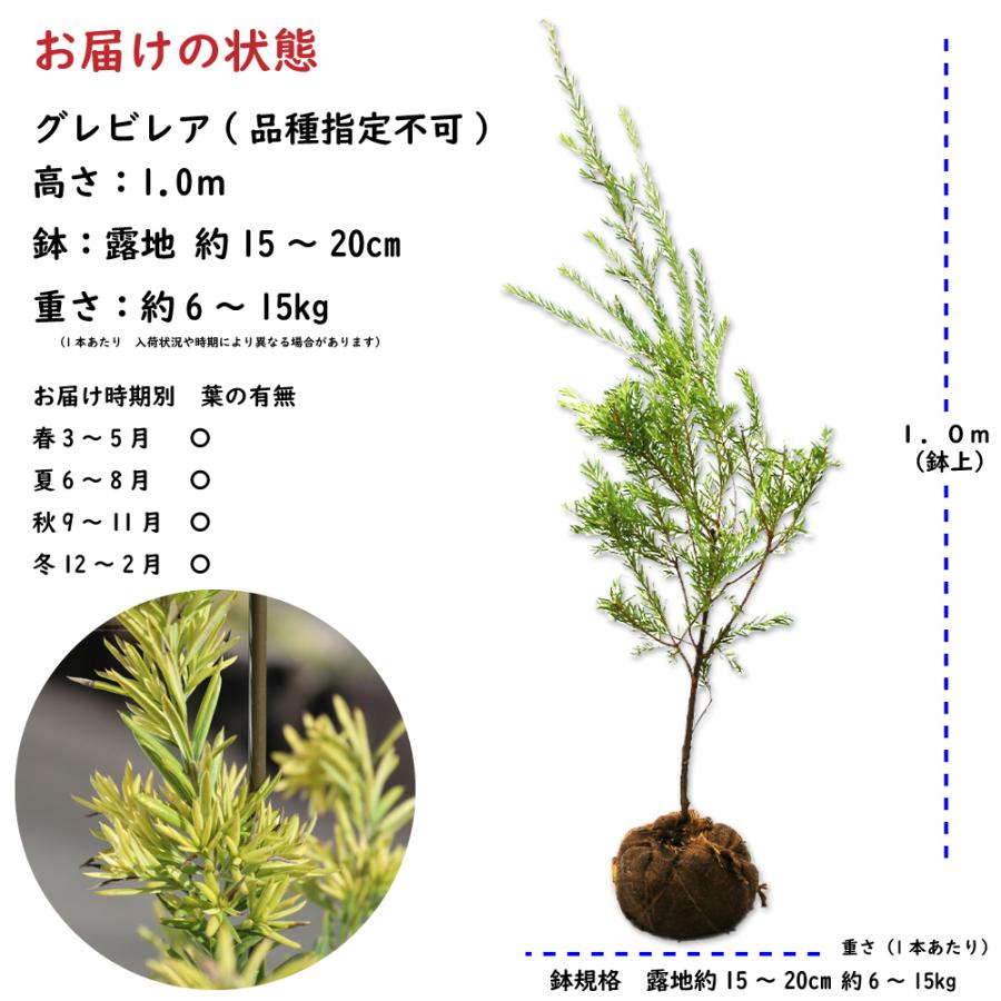 (新品,未開封) グレビレア(品種指定不可) 1m 露地 苗 【1529734881】 (10010円)
