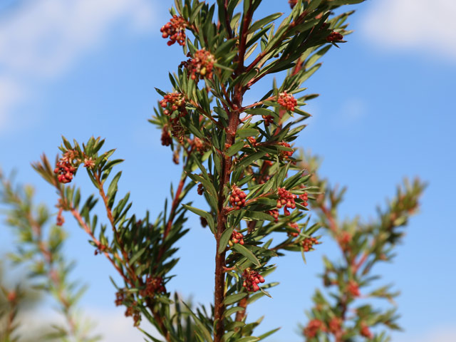 グレビレア（品種指定不可） 1m 露地 苗 グレビレア 商品情報
