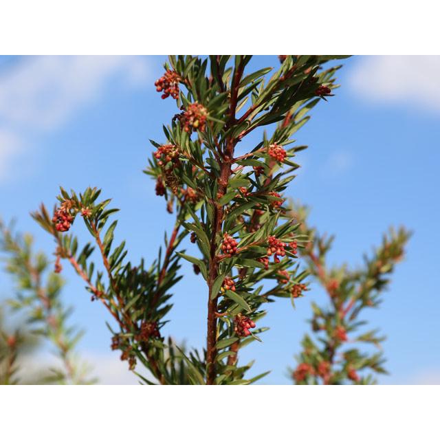 (新品,未開封) グレビレア(品種指定不可) 1m 露地 苗 【1529734881】 (10010円)