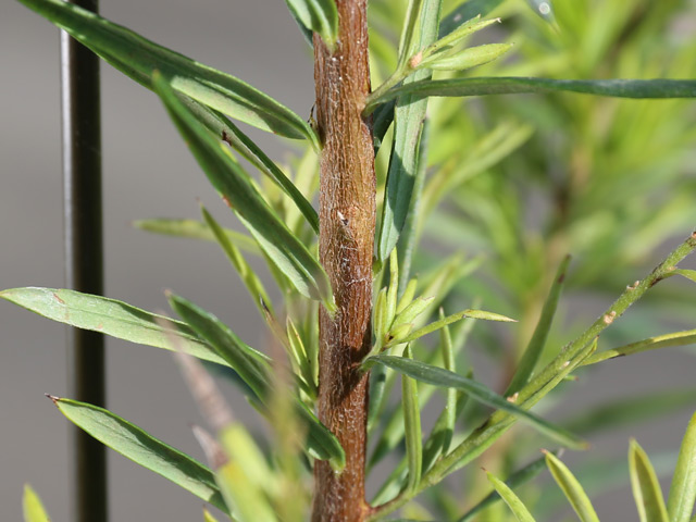 グレビレア（品種指定不可） 1m 露地 苗 グレビレア 商品情報