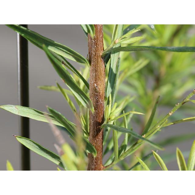 (新品,未開封) グレビレア(品種指定不可) 1m 露地 苗 【1529734881】 (10010円)