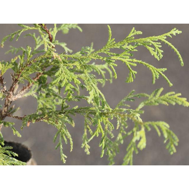 ゴールデンモップ 0.2m 15cmポット 10個 苗 WSO2320267325