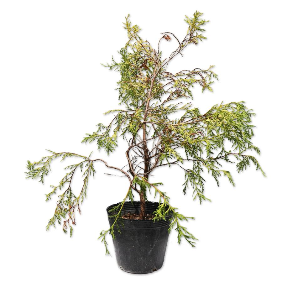 ゴールデンモップ 0.2m 15cmポット 10個 苗(11440円)