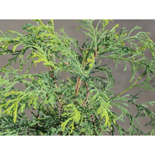 ゴールデンモップ 0.2m 15cmポット 10個 苗 WSO2320267325