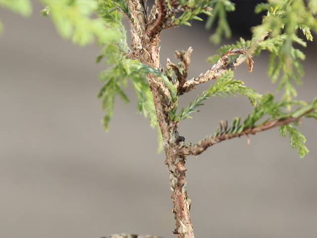 ゴールデンモップ 0.2m 15cmポット 10個 苗 ゴールデンモップ 商品情報