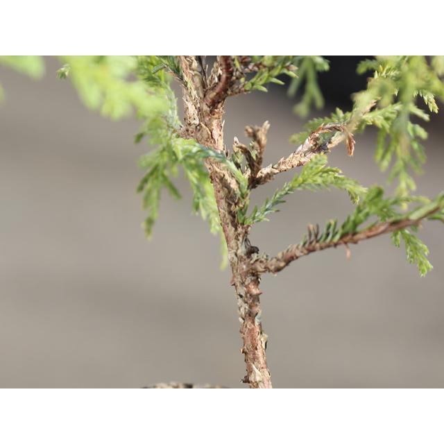 ゴールデンモップ 0.2m 15cmポット 10個 苗 WSO2320267325