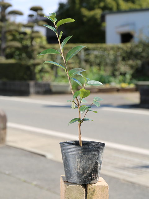 サザンカ タチカン赤花 0.3m 10.5cmポット 苗