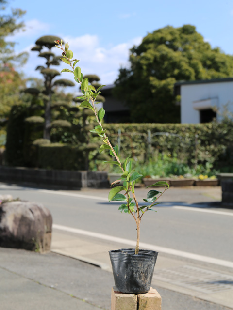 サザンカ タチカン赤花 0.5m 10.5cmポット 苗 : 300105 : トオヤマ