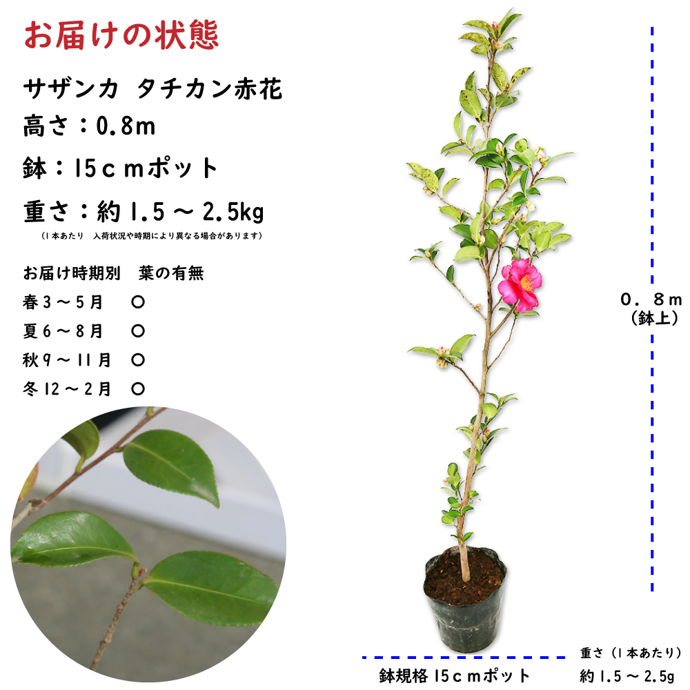 サザンカ タチカン赤花 0.8m 15cmポット 苗｜green-netbox｜02