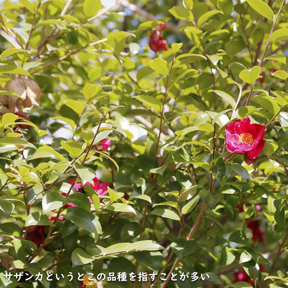 サザンカ タチカン赤花 1.7m 露地 3本 苗木 : 300118 : トオヤマ