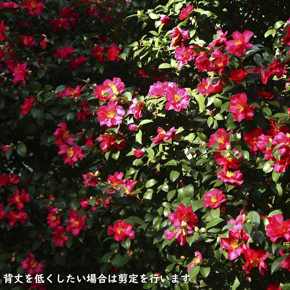 サザンカ タチカン赤花 0.3m 10.5cmポット 苗｜green-netbox｜12