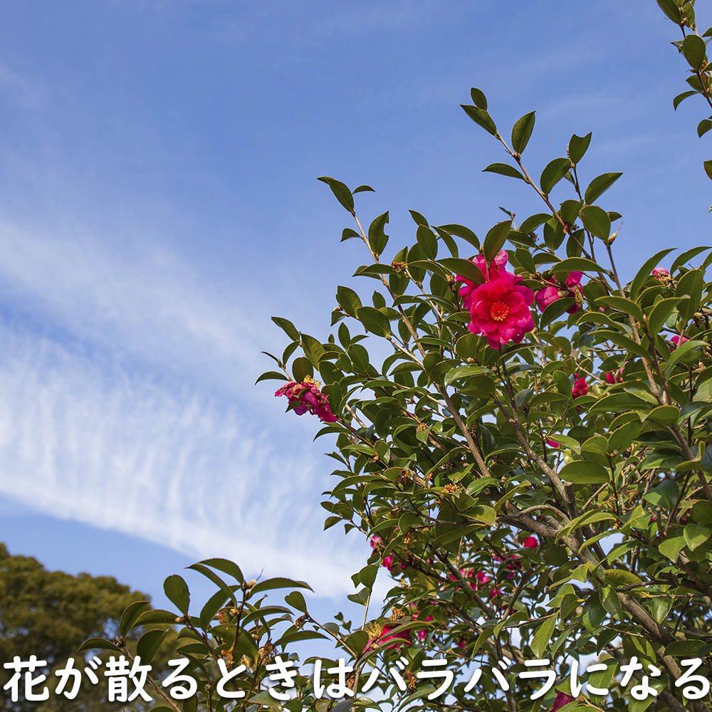 サザンカ タチカン赤花 0.8m 15cmポット 苗｜green-netbox｜15