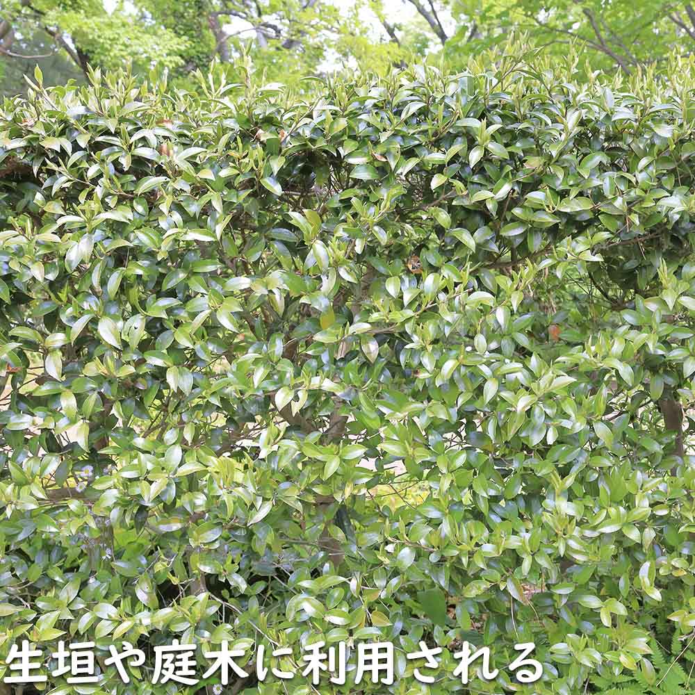 サザンカ タチカン赤花 0.3m 10.5cmポット 苗｜green-netbox｜17