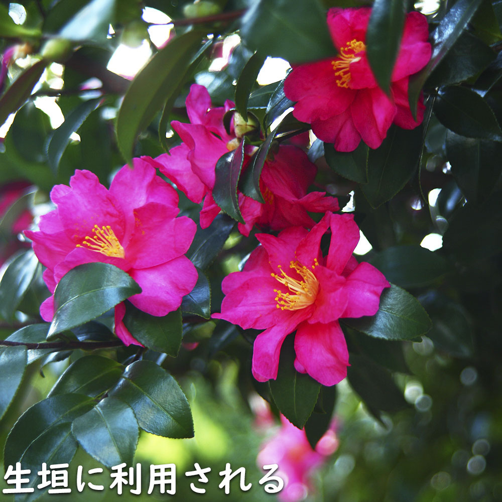 サザンカ 笑顔ピンク花 1.2m 露地 苗-