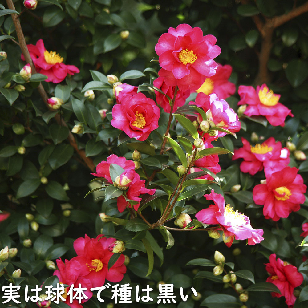 サザンカ タチカン赤花 1.7m 露地 3本×2 苗木 常緑樹 | abik.org.tr