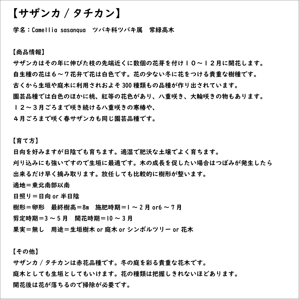 サザンカ タチカン赤花 0.8m 15cmポット 苗｜green-netbox｜08