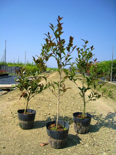 サザンカ 朝倉白花 0.8m 10.5cmポット 苗