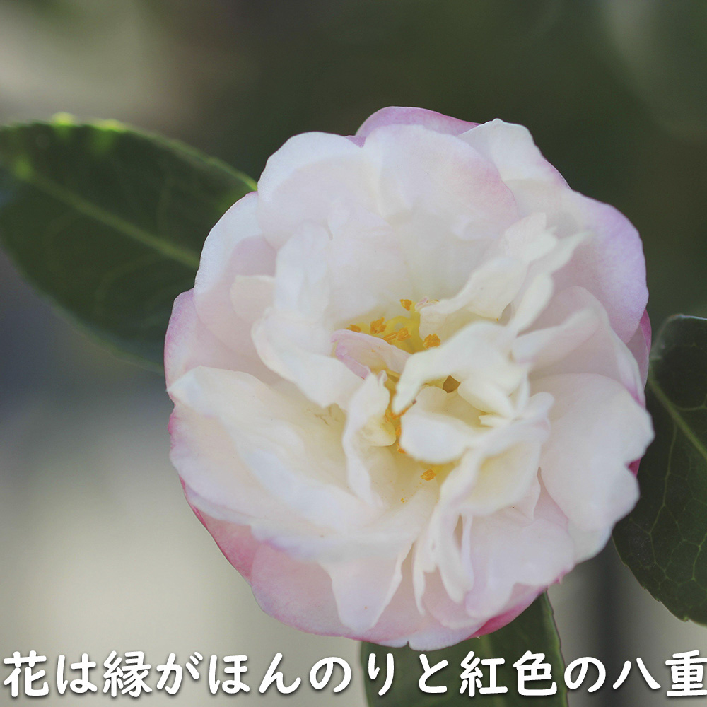 山茶花 朝倉のおすすめ人気商品一覧 通販 - Yahoo!ショッピング