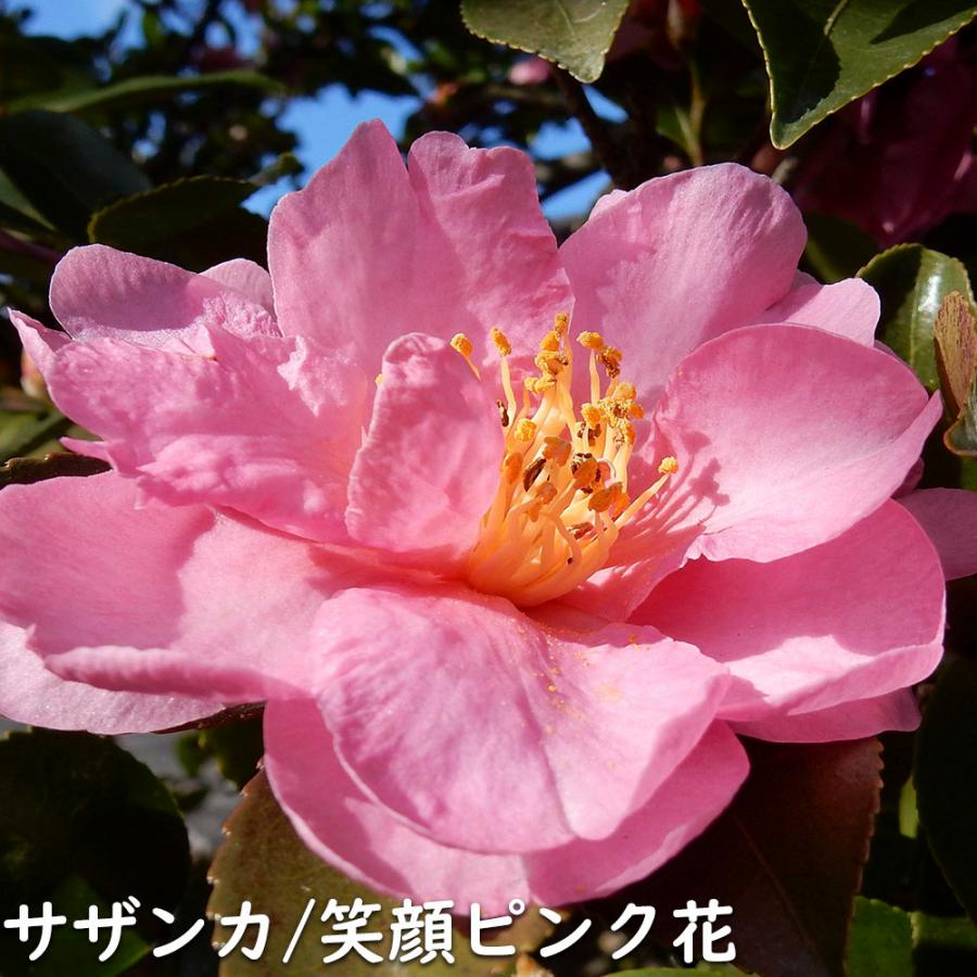 サザンカ 笑顔ピンク花 1.2m 露地 苗｜green-netbox｜02