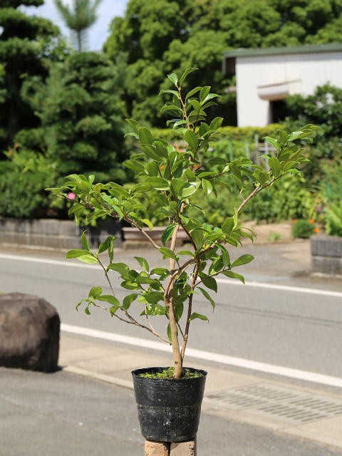 サザンカ 笑顔ピンク花 0.6m 15cmポット 苗の詳細画像1