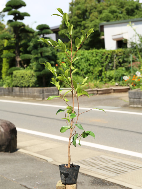 サザンカ 笑顔ピンク花 1.2m 露地 苗