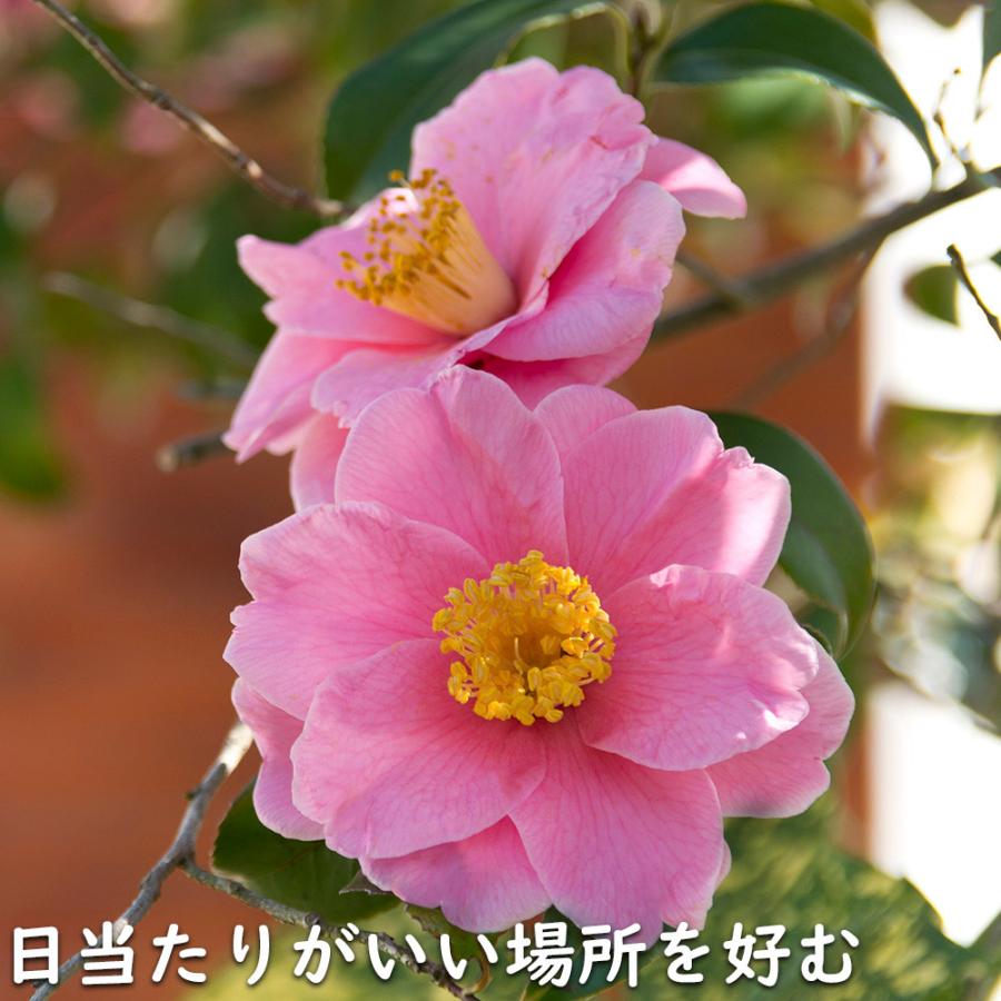 サザンカ 笑顔ピンク花 1.2m 露地 苗｜green-netbox｜18