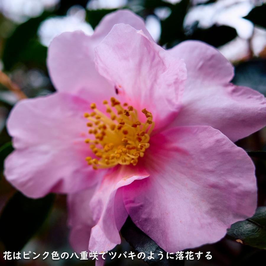 サザンカ 笑顔ピンク花 1.2m 露地 苗｜green-netbox｜06