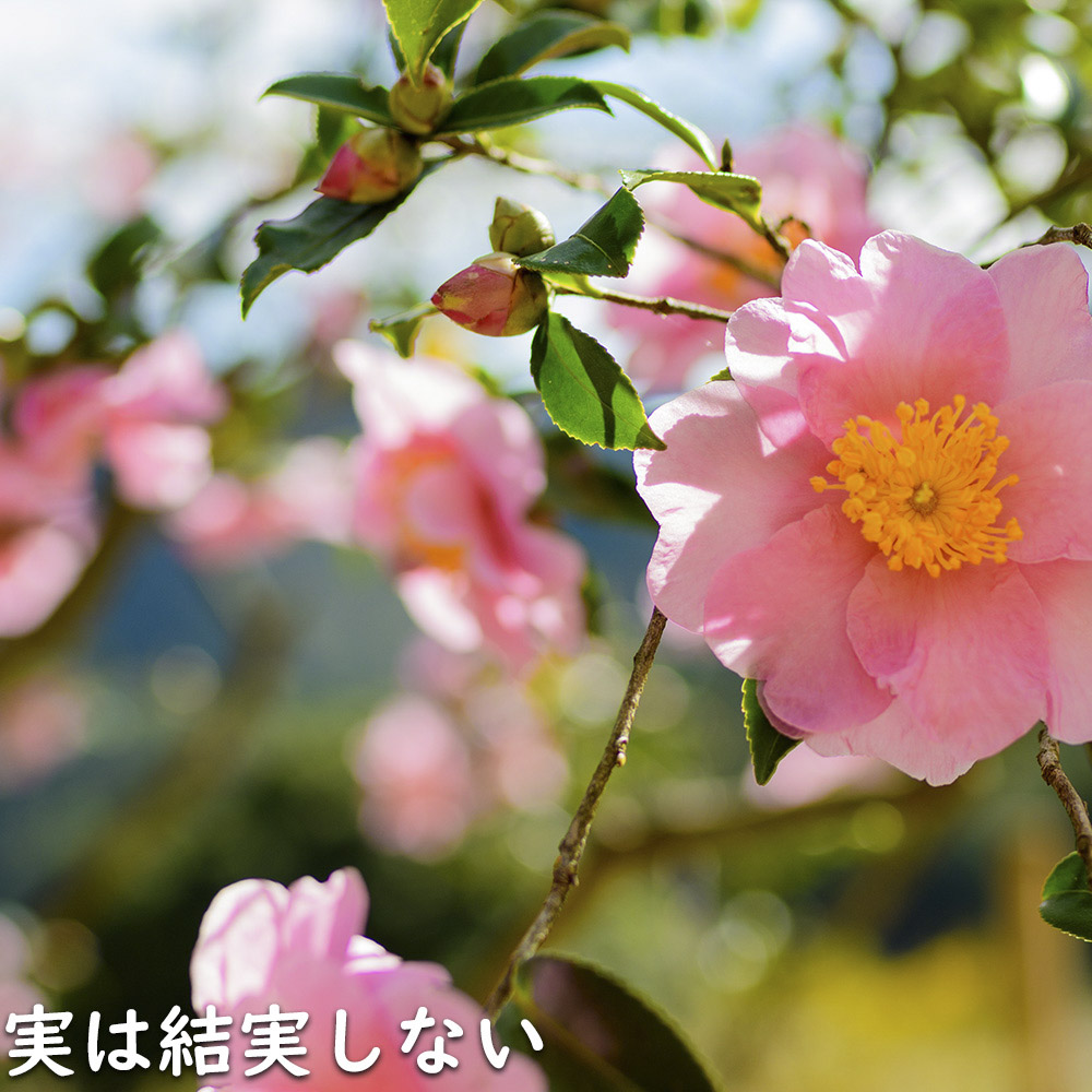 サザンカ 笑顔ピンク花 2.5m 露地 2本 苗木 : トオヤマグリーン - 通販