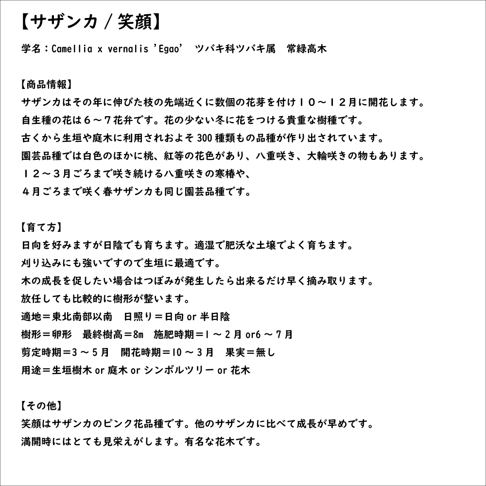 サザンカ 笑顔ピンク花 2.3m 露地 苗木 常緑樹 | perrjournal.com