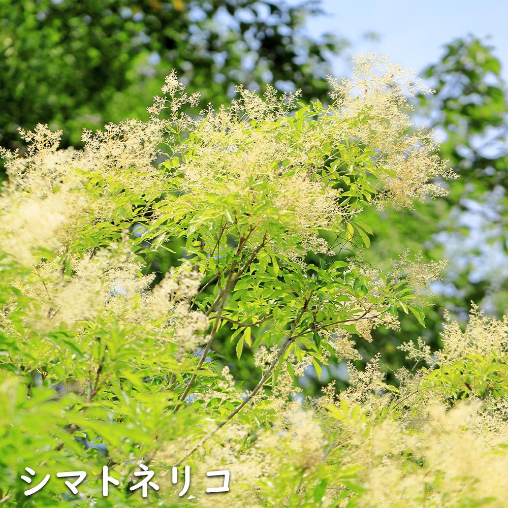 シマトネリコ 単木 1.5m 露地 苗木 : 300515 : トオヤマグリーン