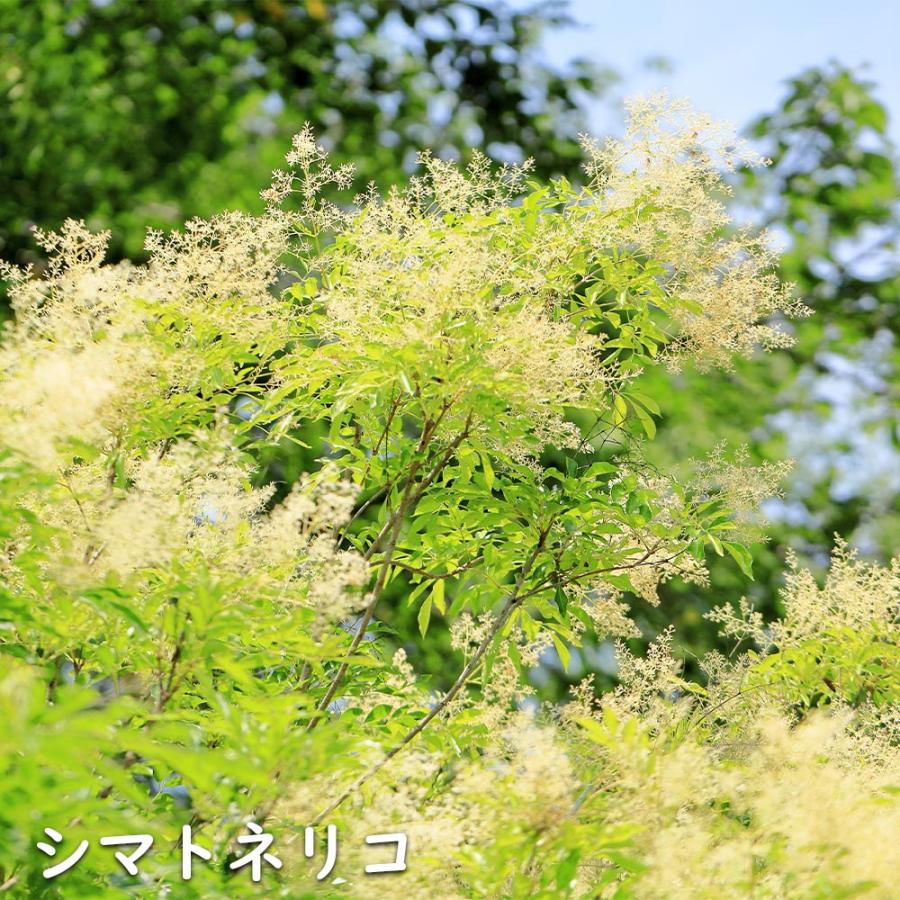 シマトネリコ 単木 2m 露地 2本 苗木 花、ガーデニング 苗木、植木 常緑樹 シマトネリコ 単木 2m 露地 2本 苗木 花、ガーデニング 苗木、植木 常緑樹