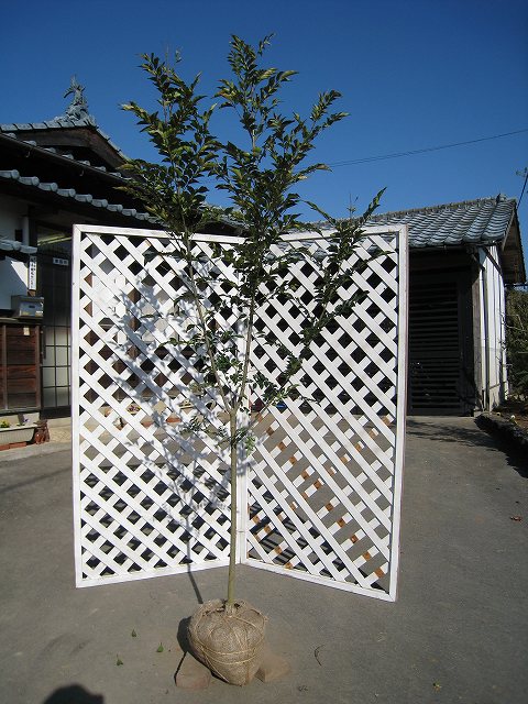 【値段交渉可:送料込】 シマトネリコ 単木 2m 露地 2本 苗木 【3025846039】(19800円)