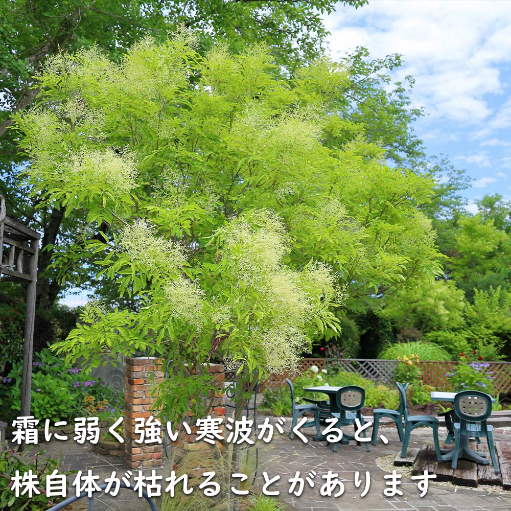 シマトネリコ 単木 2m 露地 2本 苗木 花、ガーデニング 苗木、植木 常緑樹 シマトネリコ 単木 2m 露地 2本 苗木 花、ガーデニング 苗木、植木 常緑樹