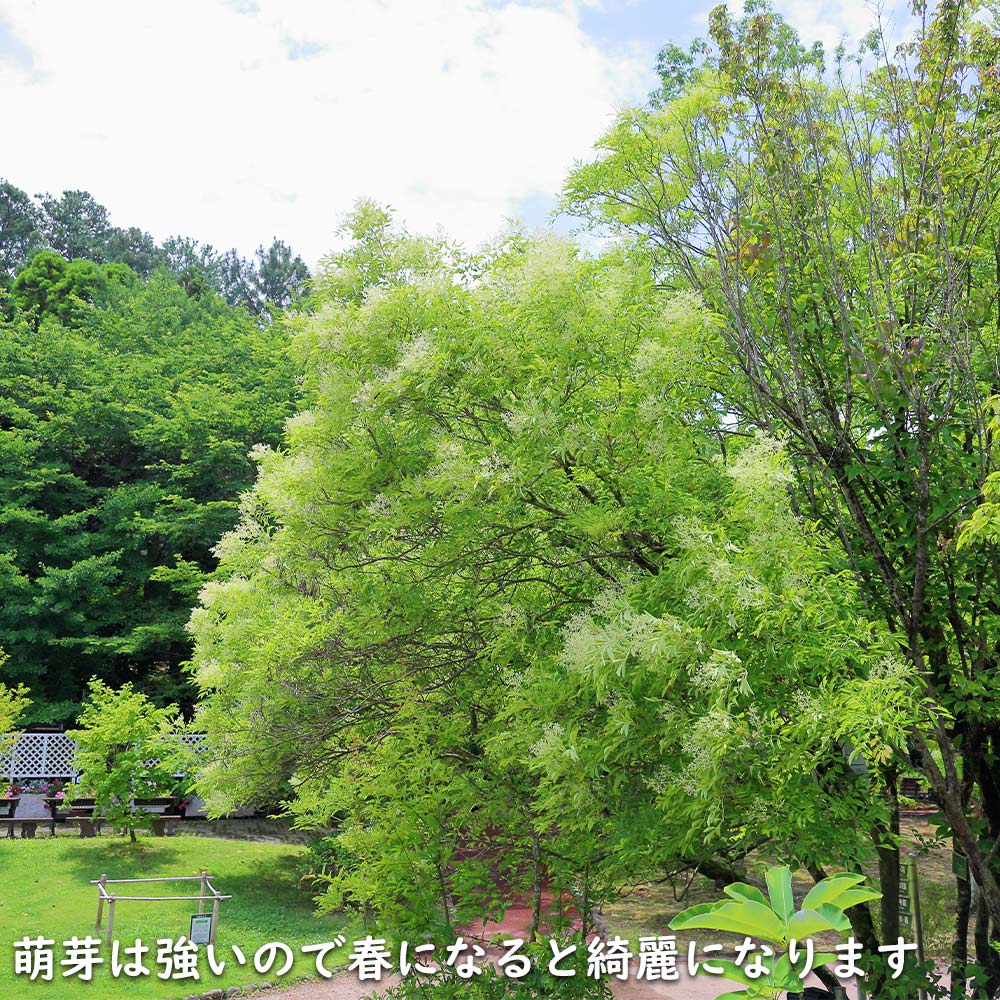 シマトネリコ 単木 2m 露地 2本 苗木 花、ガーデニング 苗木、植木 常緑樹 シマトネリコ 単木 2m 露地 2本 苗木 花、ガーデニング 苗木、植木 常緑樹
