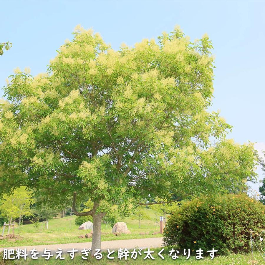 シマトネリコ 単木 2m 露地 2本 苗木 花、ガーデニング 苗木、植木 常緑樹 シマトネリコ 単木 2m 露地 2本 苗木 花、ガーデニング 苗木、植木 常緑樹