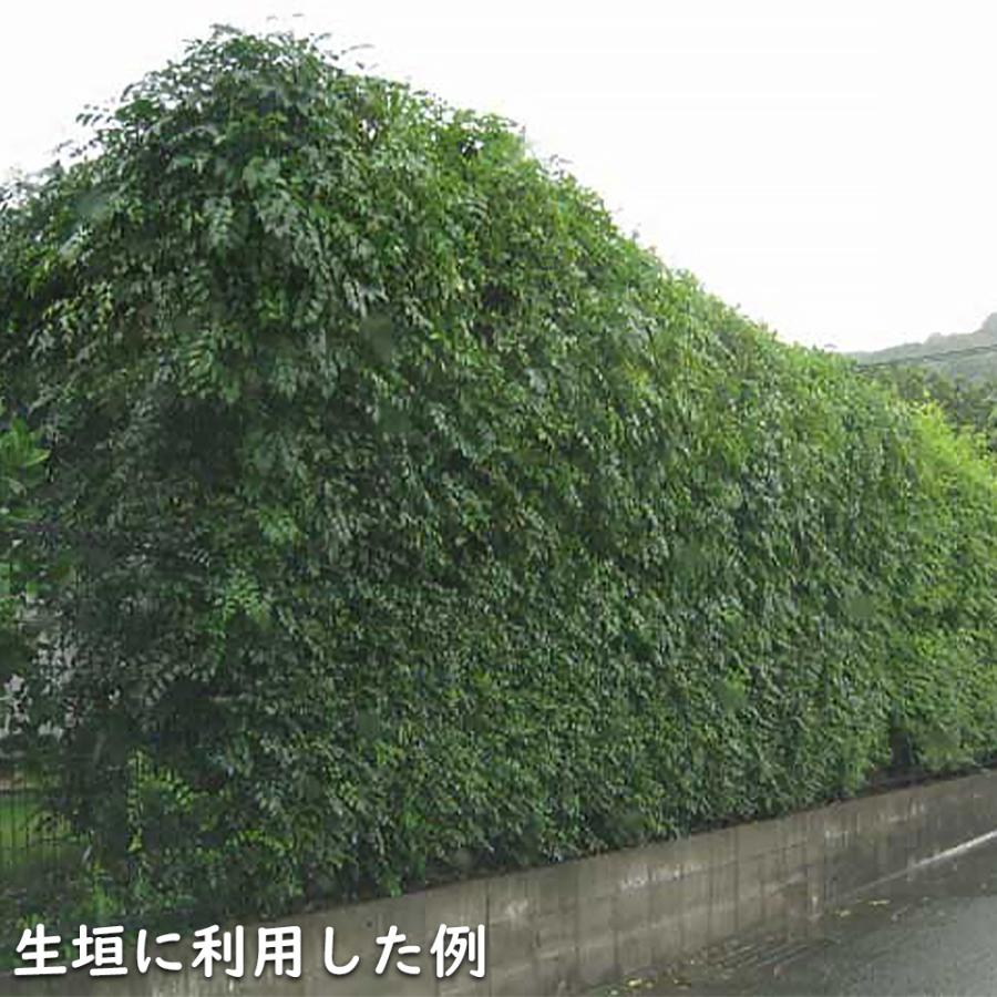 シマトネリコ 単木 2m 露地 2本 苗木 花、ガーデニング 苗木、植木 常緑樹 シマトネリコ 単木 2m 露地 2本 苗木 花、ガーデニング 苗木、植木 常緑樹