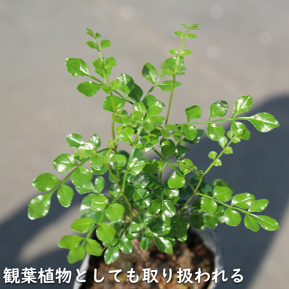 シマトネリコ 単木 2m 露地 2本 苗木 花、ガーデニング 苗木、植木 常緑樹 シマトネリコ 単木 2m 露地 2本 苗木 花、ガーデニング 苗木、植木 常緑樹