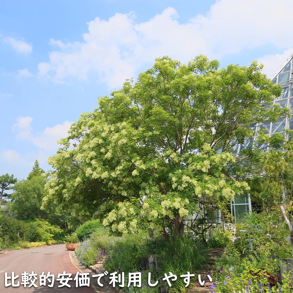 シマトネリコ 単木 2m 露地 2本 苗木 花、ガーデニング 苗木、植木 常緑樹 シマトネリコ 単木 2m 露地 2本 苗木 花、ガーデニング 苗木、植木 常緑樹