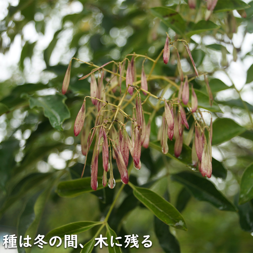 シマトネリコ 単木 2m 露地 2本 苗木 花、ガーデニング 苗木、植木 常緑樹 シマトネリコ 単木 2m 露地 2本 苗木 花、ガーデニング 苗木、植木 常緑樹