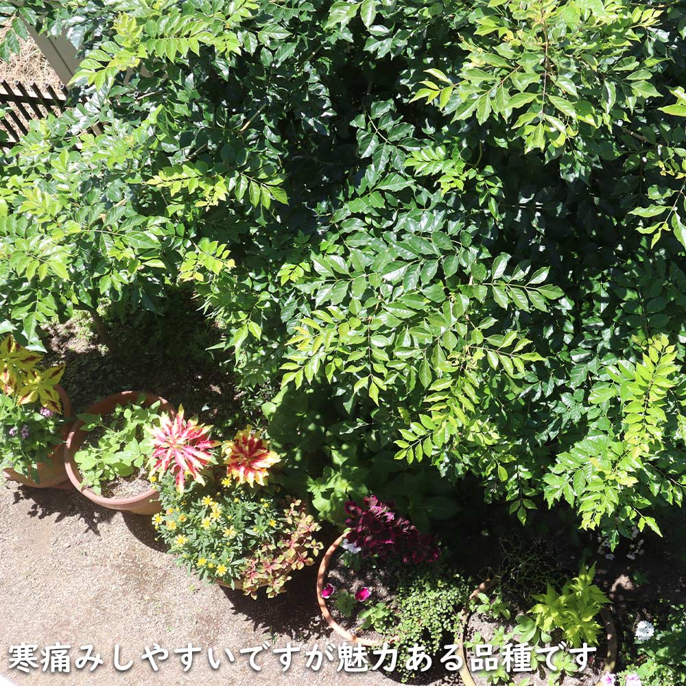 シマトネリコ 単木 2m 露地 2本 苗木 花、ガーデニング 苗木、植木 常緑樹 シマトネリコ 単木 2m 露地 2本 苗木 花、ガーデニング 苗木、植木 常緑樹