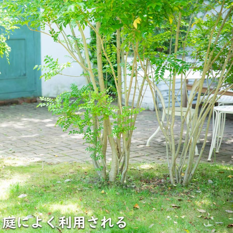 シマトネリコ 単木 0.2m 10.5cmポット 苗｜green-netbox｜03