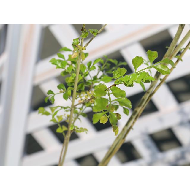 シマトネリコ 単木 2m 露地 2本 苗木 花、ガーデニング 苗木、植木 常緑樹 シマトネリコ 単木 2m 露地 2本 苗木 花、ガーデニング 苗木、植木 常緑樹